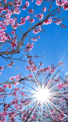 Листья, природа, почки, ветки, весна на телефон 768x1280 / Скачать картинку  бесплатно для смартфона