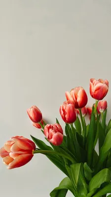 Картинки весна на заставку телефона (70 фото)