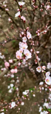 Цветущая вишня | Фото цветов, Весна, Обои