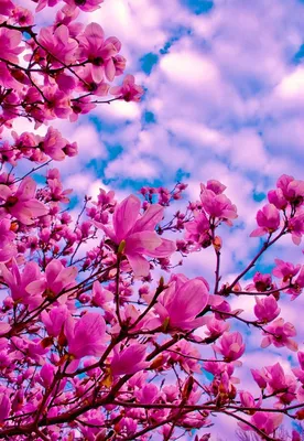 Вишня в цвету. | Природа, Цветы, Весна