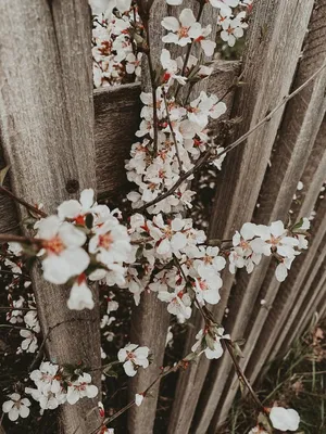 Заставки на телефон красивые цветы - 71 фото