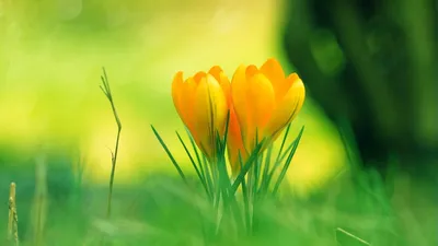 Картинки на телефон на заставку красивые вертикальные природа весна (64  фото) » Картинки и статусы про окружающий мир вокруг