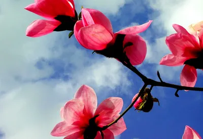 Многообразие весенних цветущих цветов на природе - обои на телефон