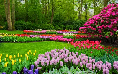 Бесплатное изображение: Тюльпаны, розоватый, букет, зеленые листья,  Тюльпан, природа, цветок, весна, цветы, завод