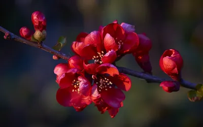 Цветы | Пикабу