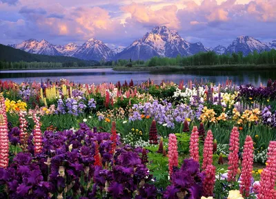 Цветы, небо - Весна - Природа - Картинки на рабочий стол