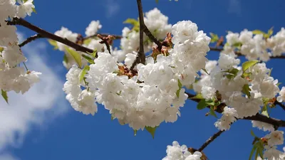 Природа Весна май (89 фото) - 89 фото