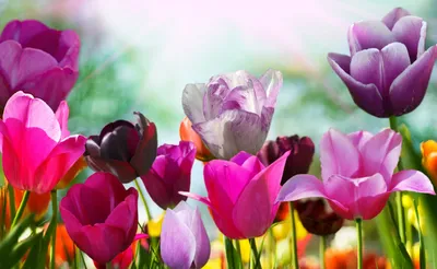 Красивые цветы в лесу - Весна - Природа - Картинки на рабочий стол