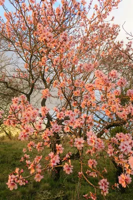Акварель \"Цветущая яблоня\". Розовые цветы. Весна. Природа купить в  интернет-магазине Ярмарка Мастеров по цене 4900 ₽ – LEJ44RU | Картины,  Королев - доставка по России
