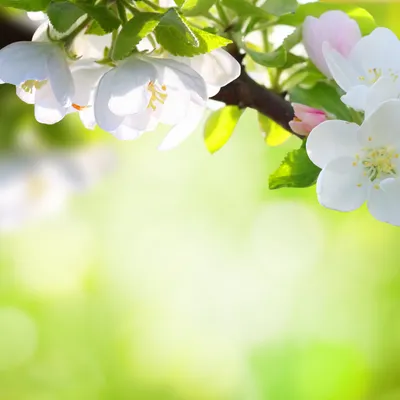черемуха #цветы #весна #природа #лес #flowers #spring #na… | Flickr