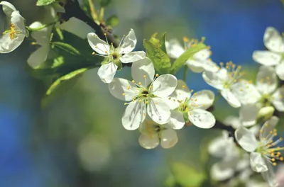 Скачать обои весна, природа, лепестки, дерево, боке, цветы, раздел цветы в  разрешении 1024x1024