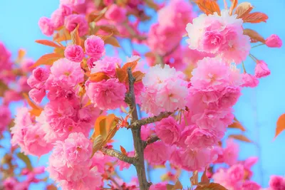 Природа возвещает приход весны: появились первые цветы - Delfi RU