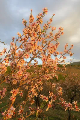 Дикие весенние цветы. Природа Восточной Европы весной Stock Photo | Adobe  Stock