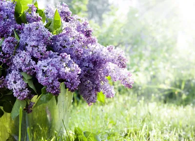 Лепесток цветы весна природа» — создано в Шедевруме