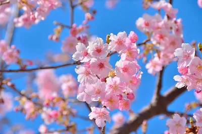 Картинки на экран телефона красивые весна природа (68 фото) » Картинки и  статусы про окружающий мир вокруг
