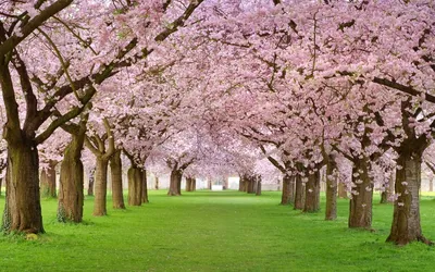 Картинки весна, природа, парк, красиво, позитивно - обои 1280x800, картинка  №125580
