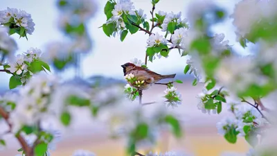 Природа весна - 77 фото