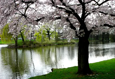 Картинка Весна природы » Весна » Природа » Картинки 24 - скачать картинки  бесплатно
