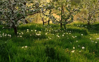весна весенние фото красивые картинки обои на телефон | Природа, Фотография  природы, Пейзажи