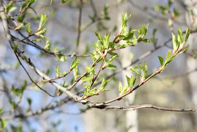 Весна, природа оживает ...» :: vitalsi Зайцев – Социальная сеть ФотоКто