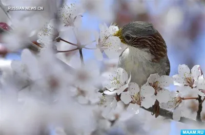 Птица - весна (Гуля Золотова -Пагава) / Стихи.ру