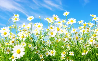 Spring Daisy 2560 x 1600 widescreen Wallpaper