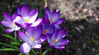 Картинки весна широкоформатные фотографии