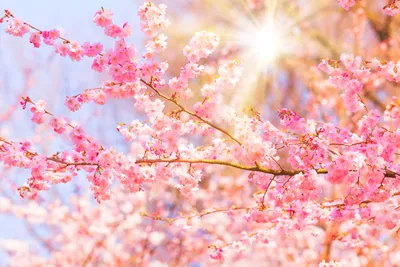 Картинки весна цветущие деревья