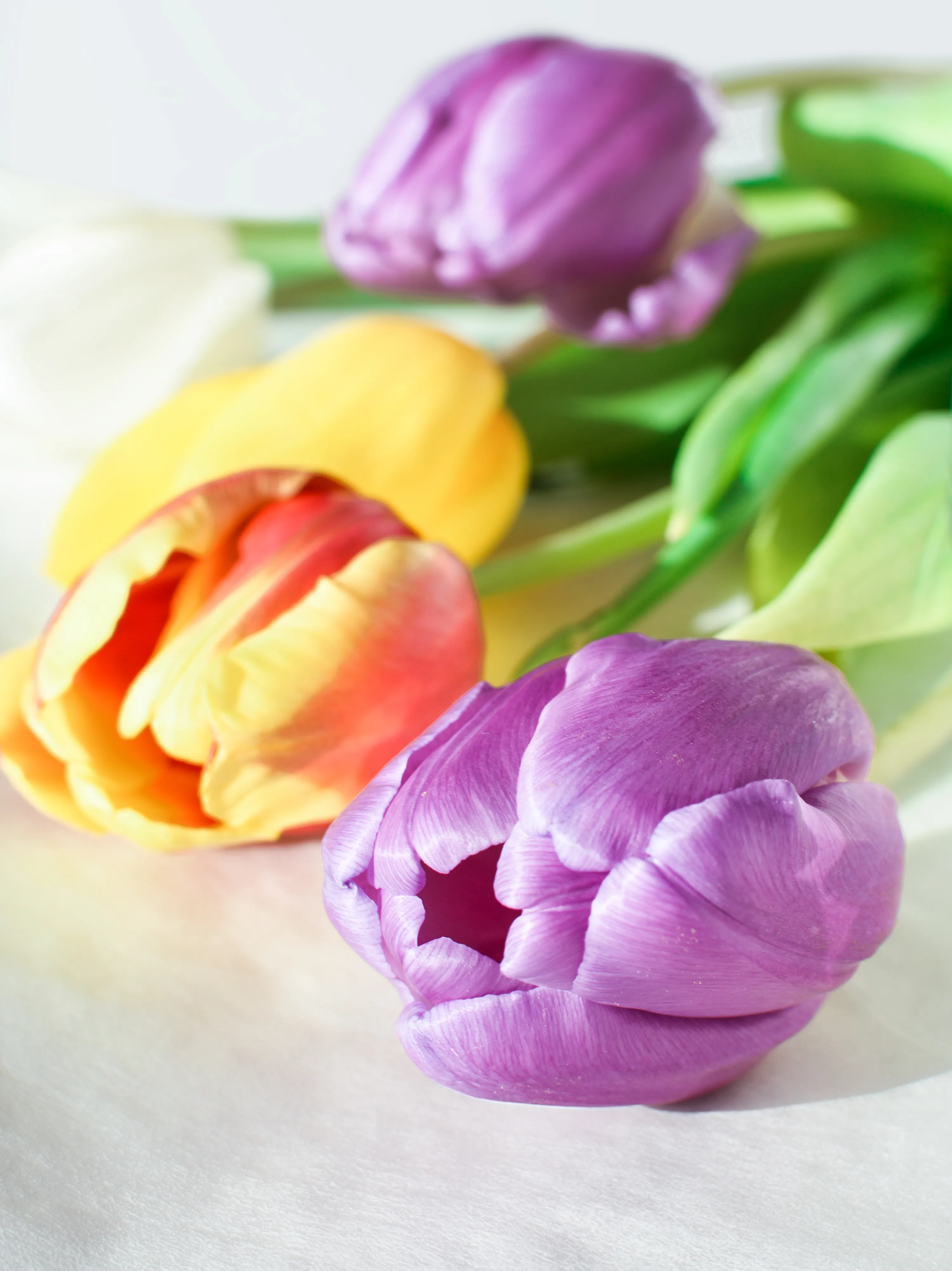 Тюльпаны. Тюльпаны на рабочий стол. Шикарные тюльпаны. Тюльпаны разноцветные.