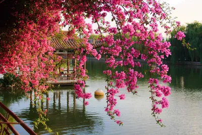 Обои цветок, весна, розовый, дерево, растение - картинка на рабочий стол и  фото бесплатно