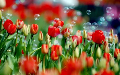 Весна цветы, тюльпаны, природа, растение, цветок фото, обои на рабочий стол