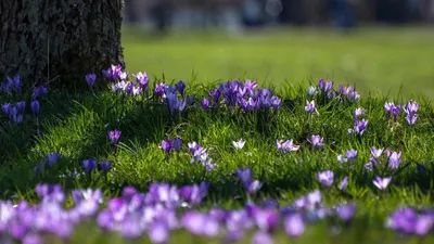 Какие цветы цветут весной первыми - названия, фото и описания