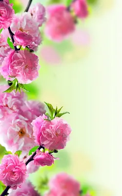 Картинки весна на заставку телефона (62 фото)