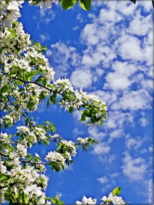 Картинки весна на телефон красивые вертикальные обои (69 фото) » Картинки и  статусы про окружающий мир вокруг