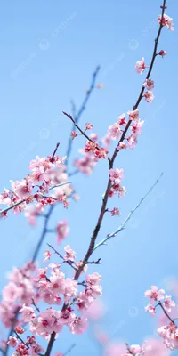 Вертикальная версия цветущей вишни фотография картинка весна романтика  телефон обои Фон И картинка для бесплатной загрузки - Pngtree