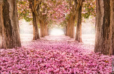 Фотообои цветущая аллея, весенний сад 2022 весна пейзаж