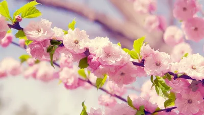 HD картинки весна 1920x1080, обои весенние цветы 1920x1080, скачать обои  высокого качества