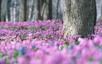 Фон рабочего стола где видно природа, горы, весна, растения, фото, Nature,  mountains, spring, plants, photo