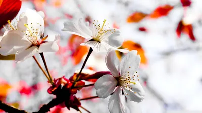 Обои Цветы Гиацинты, обои для рабочего стола, фотографии цветы, гиацинты,  весна, вф, дыхание, весны, красота, март Обои для рабочего стола, скачать  обои картинки заставки на рабочий стол.