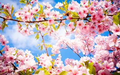 Ранние цветы-ОБОИ- на рабочий стол-Весна бесплатно