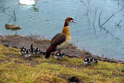 Речная крачка и Озерная чайка: на природных территориях можно встретить 15  видов краснокнижных водоплавающих птиц