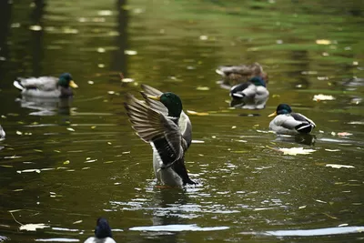 Почему водоплавающие птицы не намокают? | Любопытно | Дзен