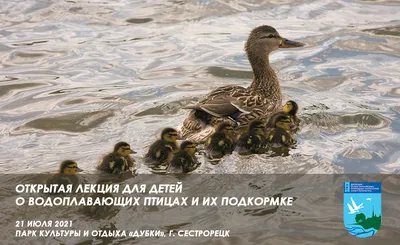 На столичных водоемах посчитали птенцов водоплавающих птиц - KP.RU