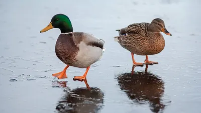 Водоплавающих птиц пересчитают