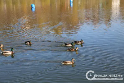 Какие виды редких водоплавающих птиц запрещены к добыче?