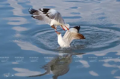 Кормушки для водоплавающих птиц