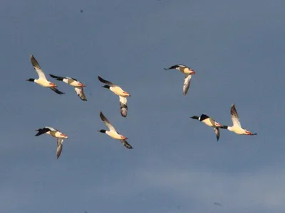 Появились новые виды: на Хортице посчитали водоплавающих птиц (видео) -  Запорожье Vgorode.ua