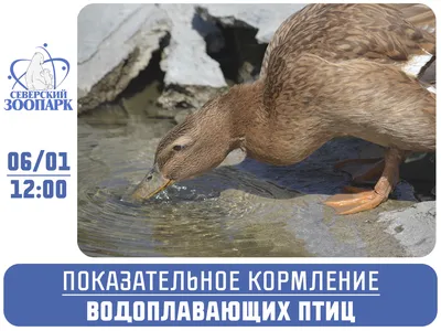 Орнитологи просят жителей городов помочь в подсчёте водоплавающих птиц: в  стране пройдёт акция «Серая шейка» - новости экологии на ECOportal