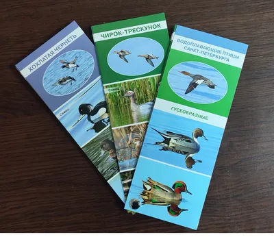 В Нижне-Свирском заповеднике запечатлели слёт водоплавающих птиц
