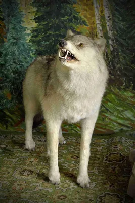Волчица серая обыкновенная (Canis lupus). Подробное описание экспоната,  аудиогид, интересные факты. Официальный сайт Artefact